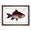 Fringed Carp Fish by M.E. Bloch - Framed Print-55577609-55577610
