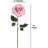 Roses Stem-35480670