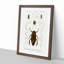 Beetle Illustrations PL.4 by Charles D'Orbigny Framed Print-55543851-55543854