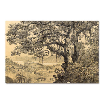 Nature Of South America Old Image VII - Landscapes Framed Wall Art