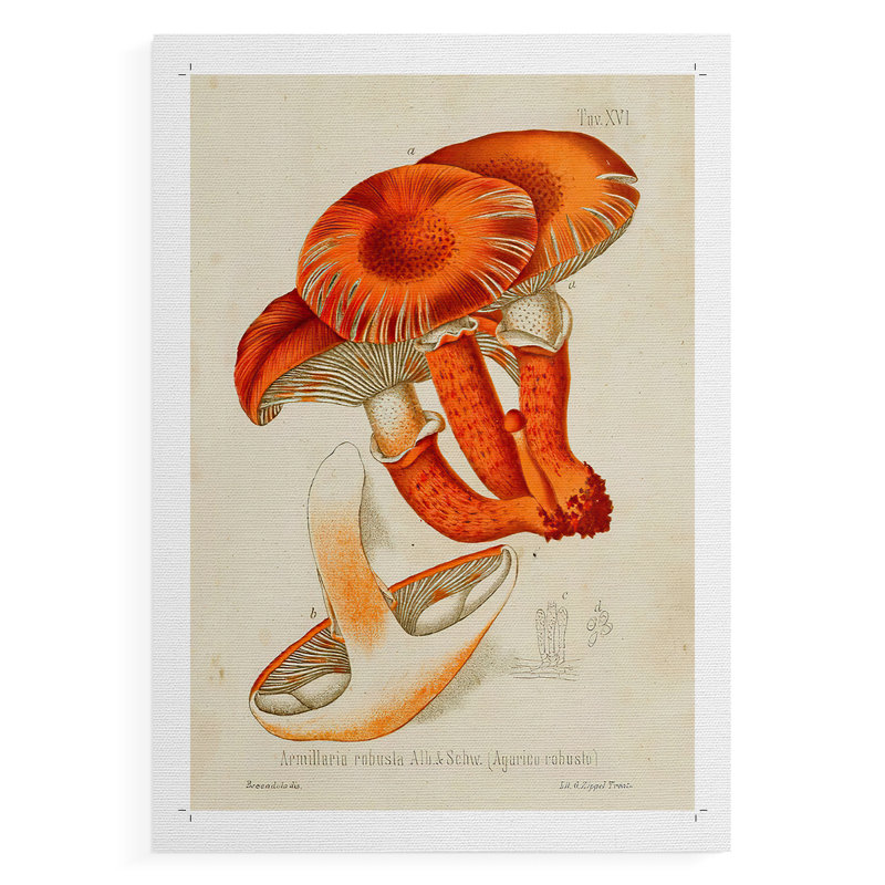 Champignon Variétés VII - Impression sur toile seulement - NON-CADRE, H 27 po x l 18 po