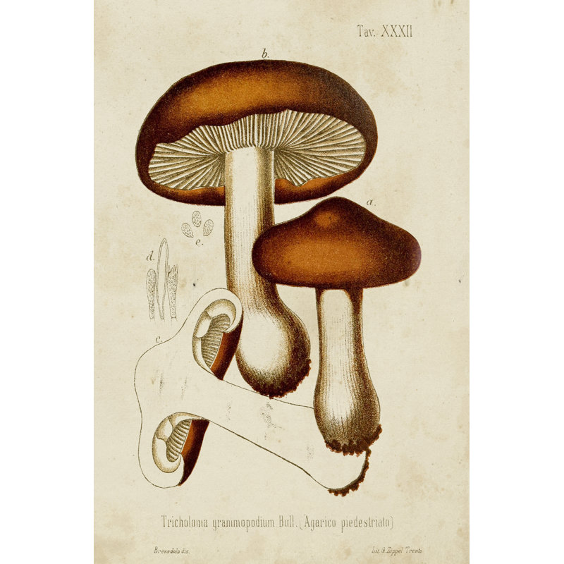 Mushroom Varieties VI -  Art Prints, Wrapped Canvas, 30 cm H x 20 cm W