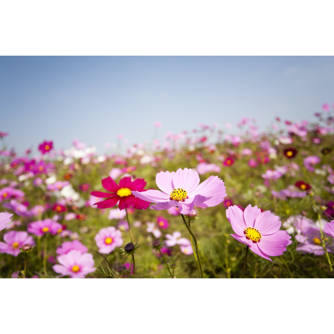 Cosmos Flowers von Ooyoo - Kunstdrucke auf Leinwand - Wrapped Canvas