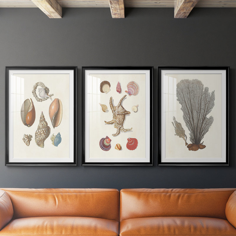 Knorr Shells & Coral I - Impression personnalisée de qualité supérieure avec cadre - 3 pièces, H 21 po x l 30 po