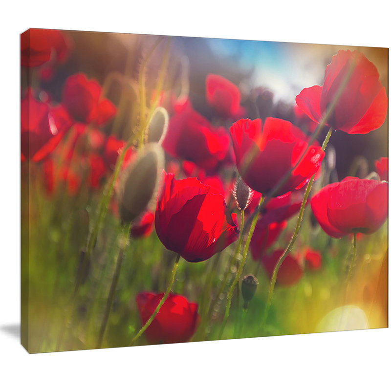 Thick Red Poppy Flowers - Reproduction de photo sur toile tendue, H 30 po x l 40 po