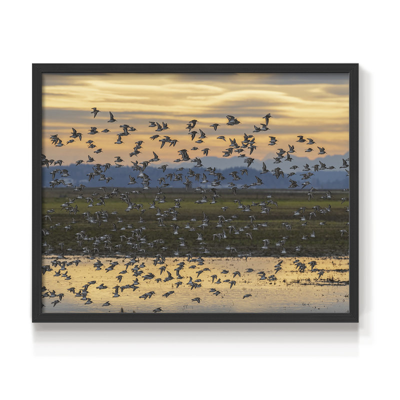 Coucher de soleil couchant - Reproduction encadrée - Restickable, H 16 po x l 20 po, Noir, noir, noir, noir