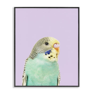 Art giclée Pastel Budgie Bird par Sissi et Seb