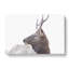 Young Elk - Wrapped Canvas-56644090