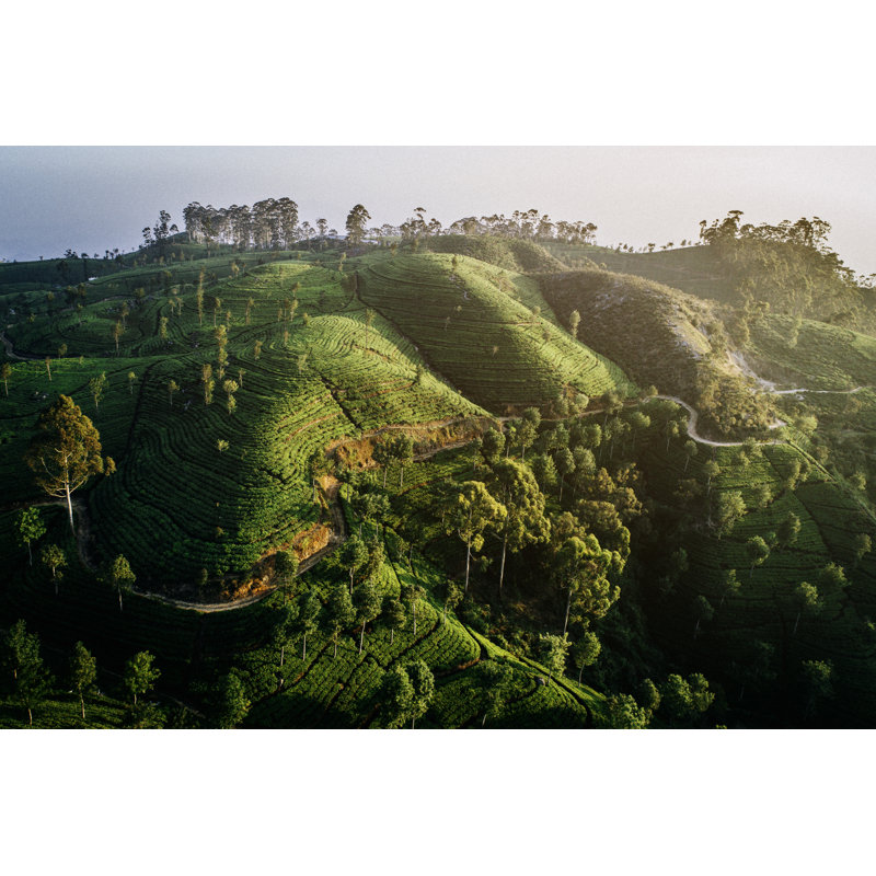 Aerial View On Tea Plantation by Oleh_Slobodeniuk - No Frame Art Prints on Canvas, 81cm H x 122cm W