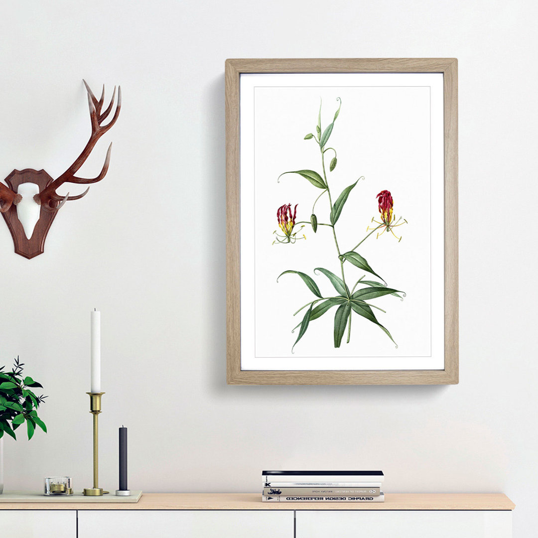 Flame Lily Flowers by Pierre-Joseph Redoute - Framed Print