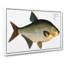 Bream Fish by M.E. Bloch - Wrapped Canvas-55315556