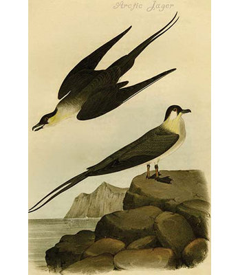 " Arctic Jager " by James Audubon