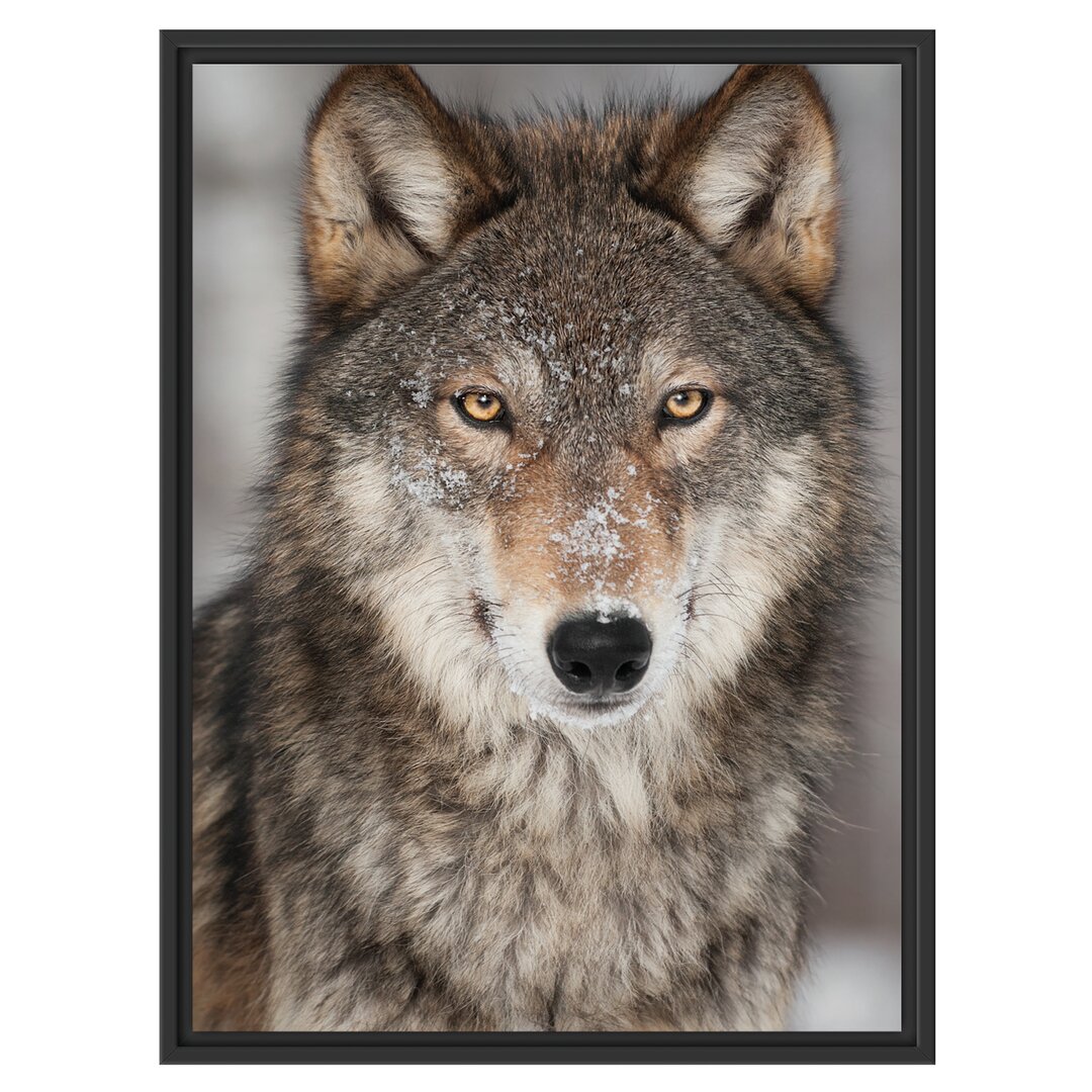 Gerahmtes Wandbild Wachsamer Wolf