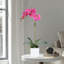 Orchid Arrangement In Vase-1326828205-1326828206