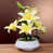 Jaune