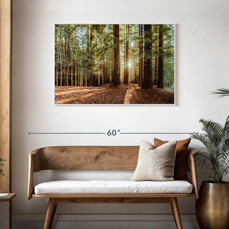 Redwood With Sun Rays, Floating Frame White, 43" X 29"
