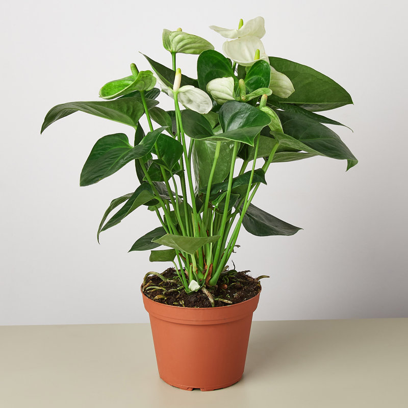 House Plant Shop Live Foliage Plant Low Maintenance Plant Rattan