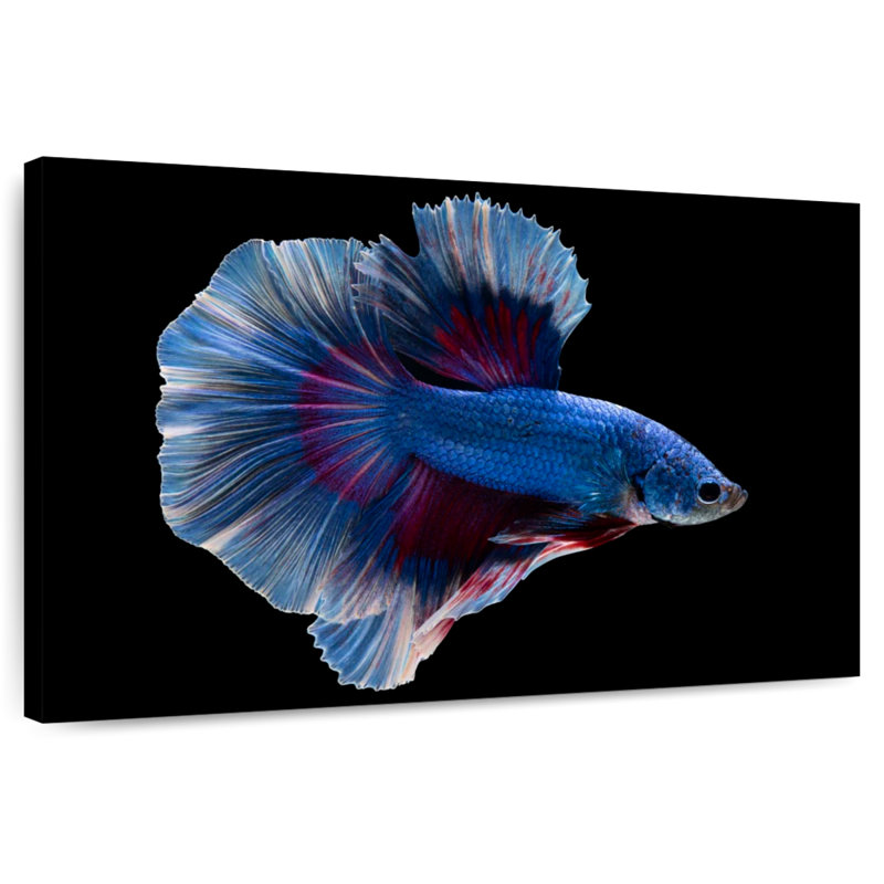 Elegant Blue Betta, 26" H x 39" W