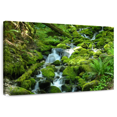Alvord Stream At Olympic National Park