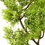 60cm Faux Cypress Plant in Pot