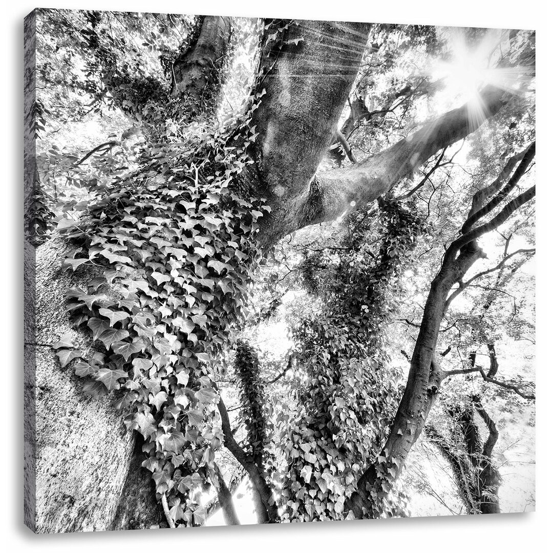 Leinwandbild Wundervoller Baum im Sonnenlicht