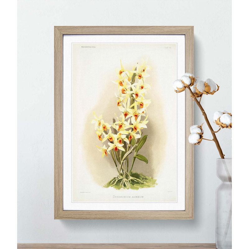 Magnolia Flowers Illustration Tab.63 by Frederick Sander - Picture Frame Art Print, Oak, 76cm H x 50cm W x 2cm D