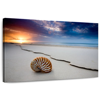 Fraser Island Beach Shell