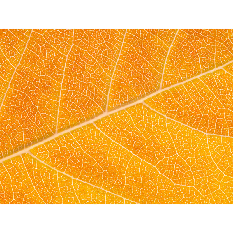 Autumn Leaf Print by Philippe Monthoux, 24" H x 32" W, Wrapped Canvas