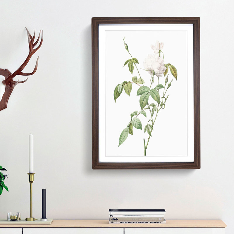 Bengal Rose In White by Pierre-Joseph Redoute - Single Picture Frame Painting, 33cm H x 24cm W x 2cm D, Walnut Framed