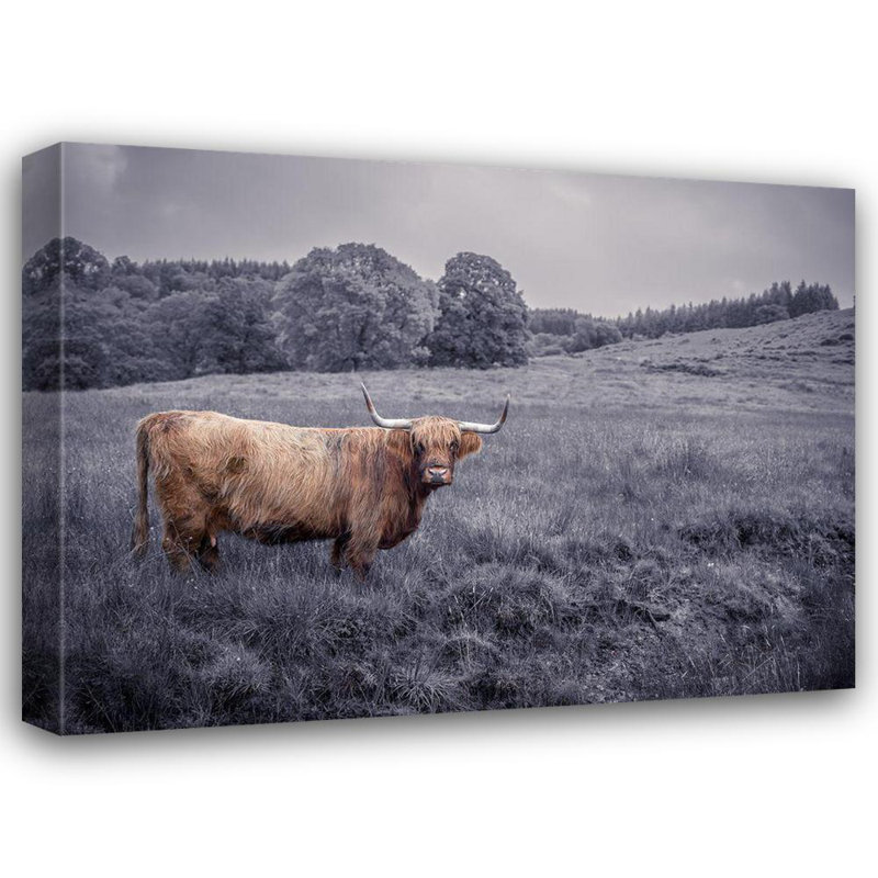 Loon Peak Frank, Assaf Gallery Wrapped Canvas Art Titled: Highland Cow, 36" H x 47" W
