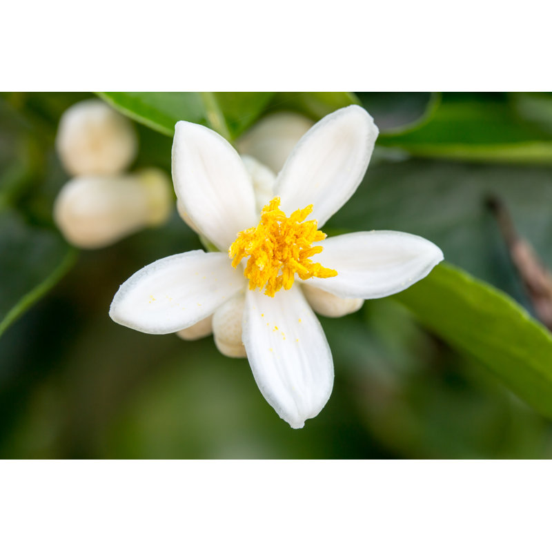 Blossoms On A Tree - Wrapped Canvas Print, 20cm H x 30cm W x 3.8cm D