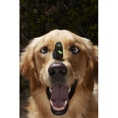 Butterfly on Dog 1 Piece Wrapped Canvas Wall Art