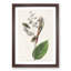 American Golden Crested Wren by John Audubon - Single Picture Frame Painting-55544931-55544936