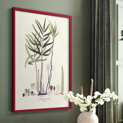 «Botanical Society Ferns X», reproduction encadrée - bois massif