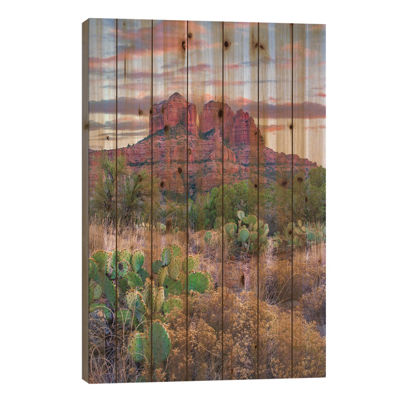Opuntia cactus, cathédrale, Sedona, Arizona, H 26 po x l 18 po x P 1,5 po