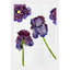 Plants & Flowers-6295199