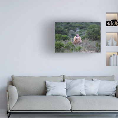 Bolog Bob Langrish Lion Yawning Canvas Art