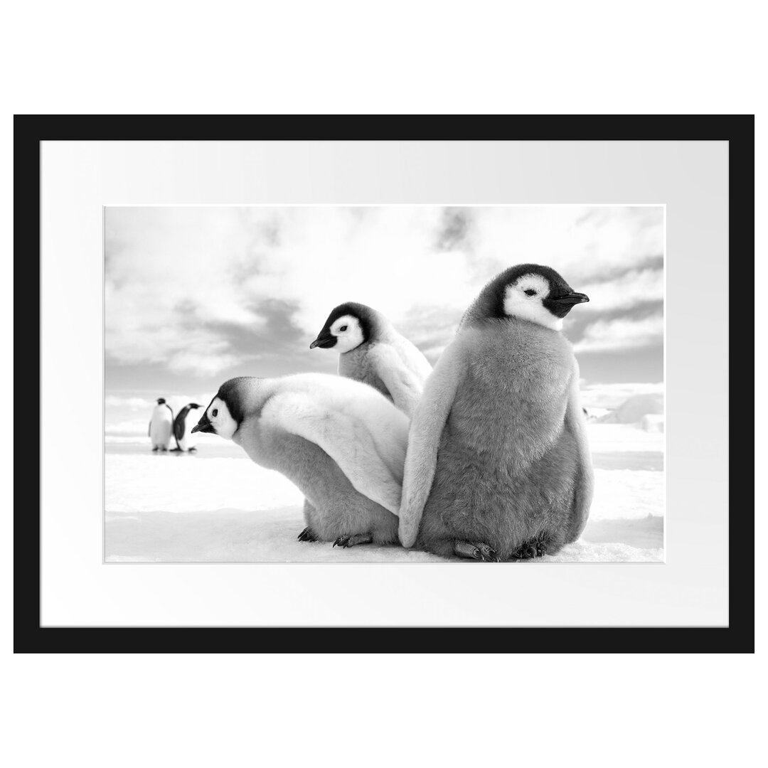 Kaiserpinguine Gerahmter Fotokunstdruck Poster