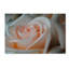 « perfezione », reproduction de photo sur toile tendue-12226440