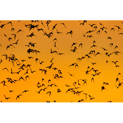 Swarm Of Bats by Umkehrer - Wrapped Canvas Print