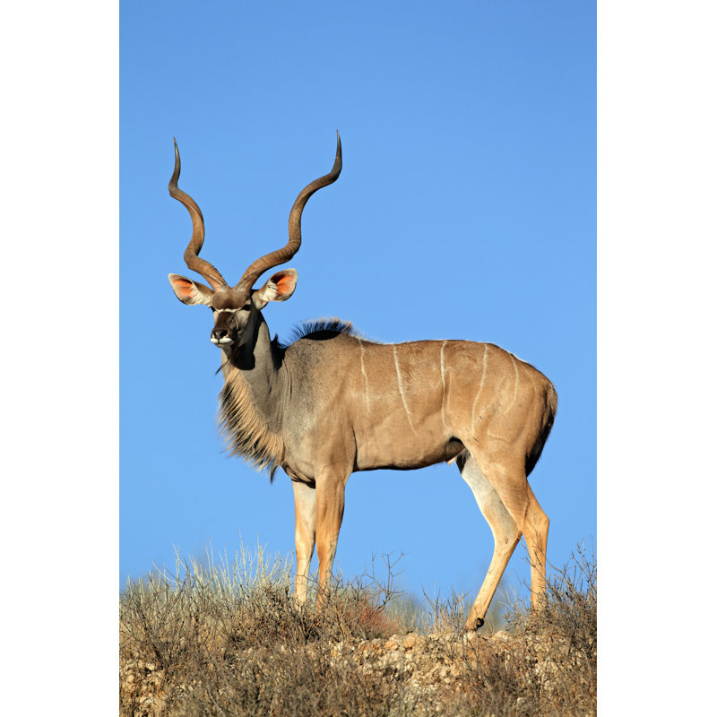 Kudu Antelope by EcoPic - Wrapped Canvas Print, 46cm H x 30cm W