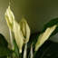 60cm Faux Flowering Plant in Pot Liner