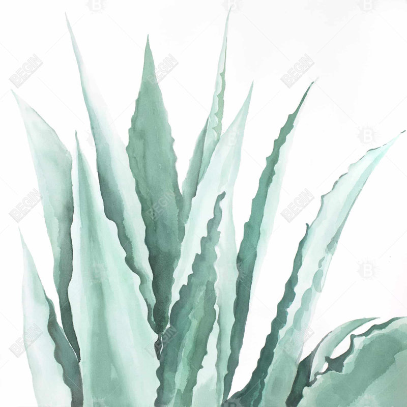 Aquarelle agave - toile encadrée 24 po x 24 po