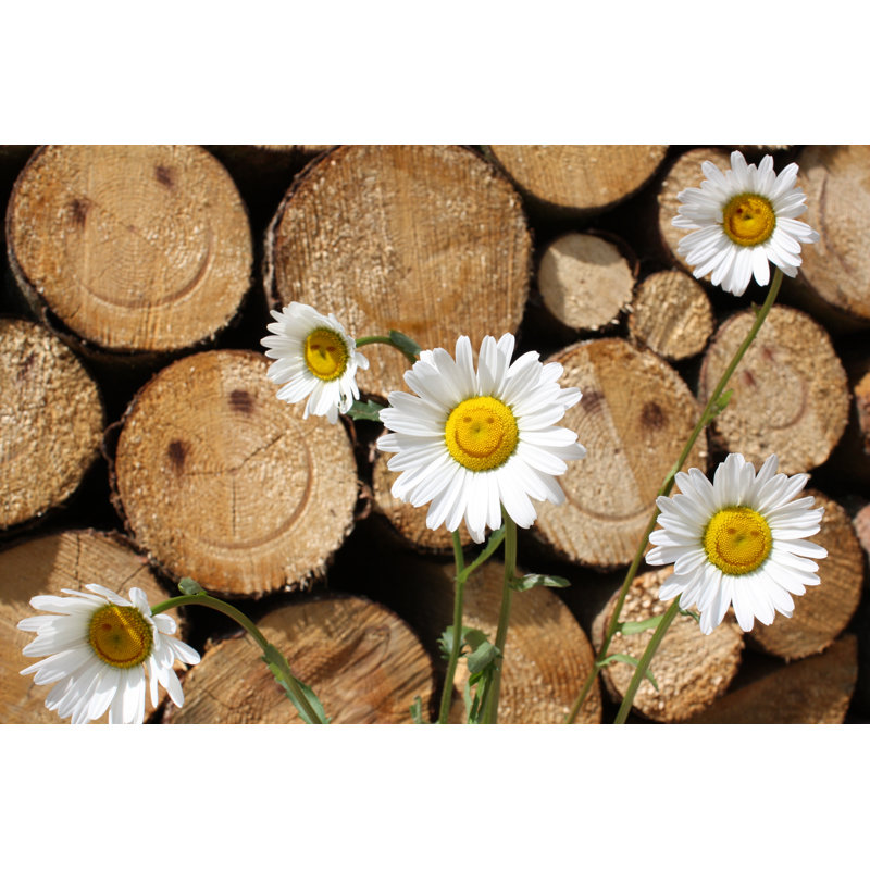 Manel White Daisies - Wrapped Canvas Print, 20cm H x 30cm W 3.8cm D