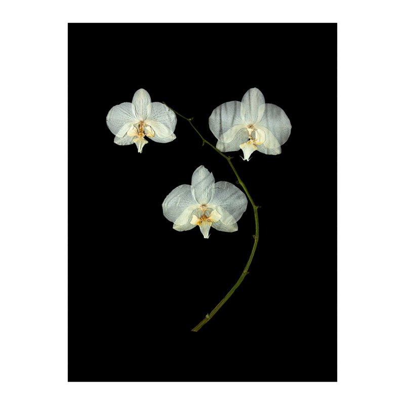 Pressed Botanical Giclees On Black Set by Sandy Whitaker, Antique Gold, 35" H x 39.75" W