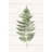 " Fern Print I " Painting Print-1451400617