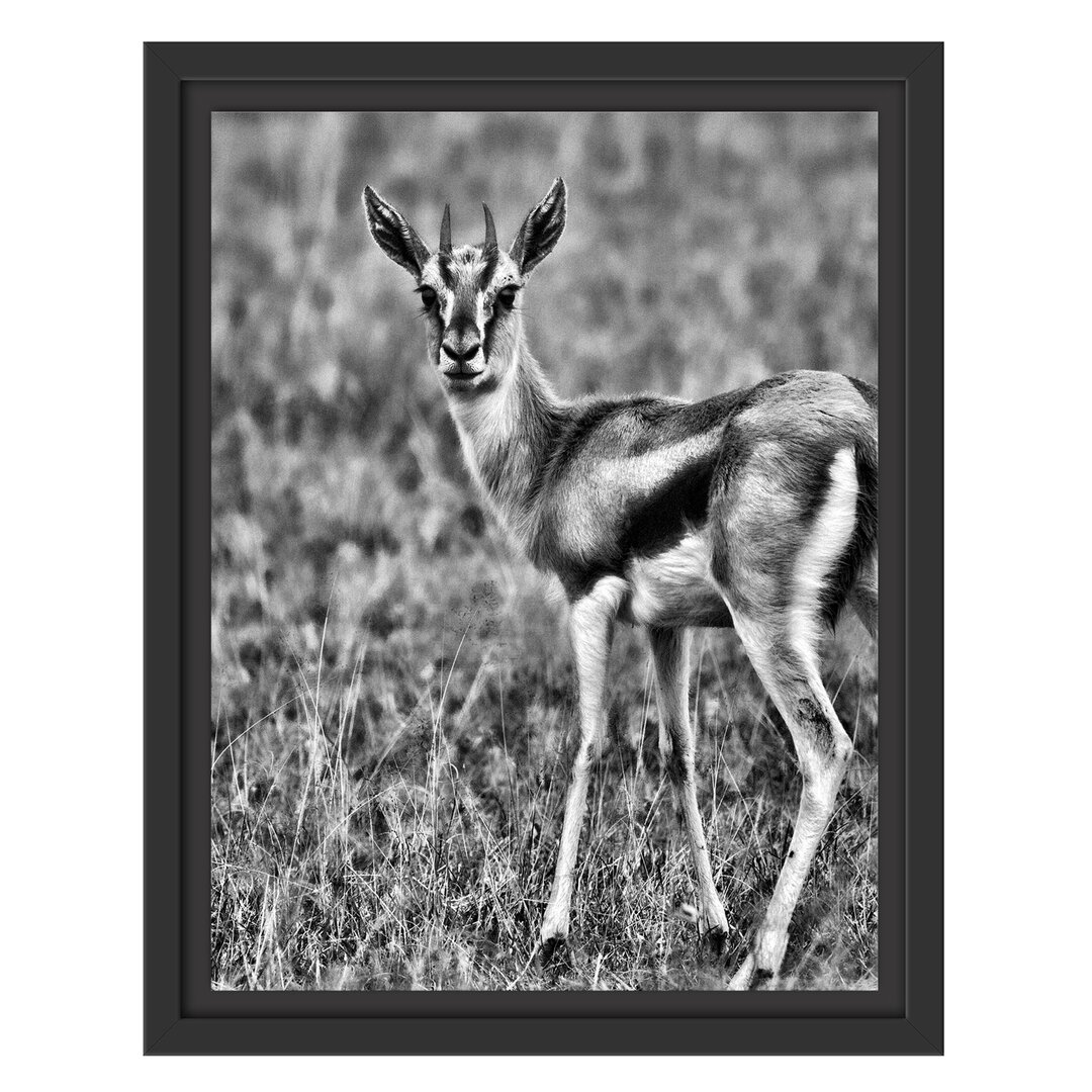 Gerahmtes Wandbild prächtige Gazelle auf Wiese