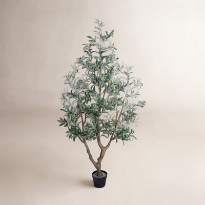 Olive Tree in Pot