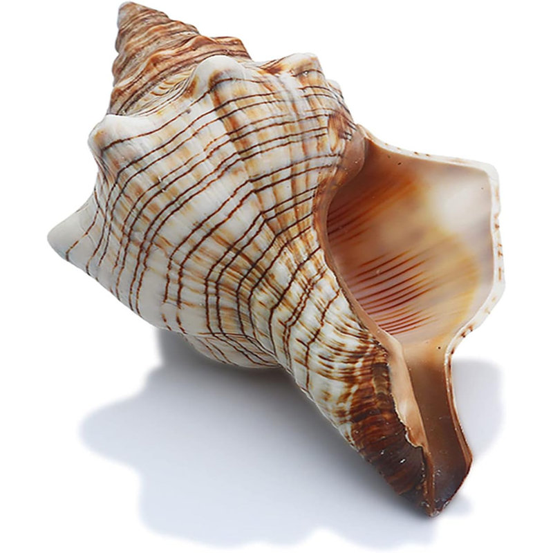 Grands coquillages naturels avec coquillages