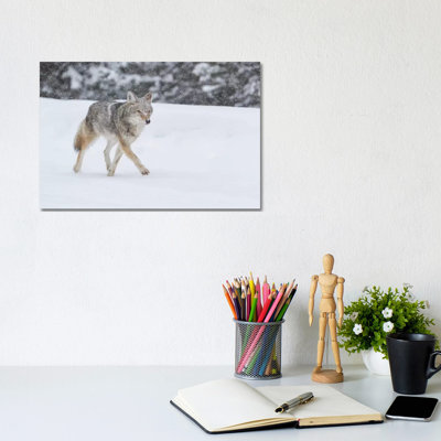 " Wyoming, Yellowstone Np. A Coyote (Canis Latrans) Trots Along The Plowed Road In A Snowstorm. " by Ellen Goff